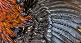 Rooster Feathers_DSCF5334